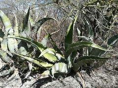 Agave marmorata