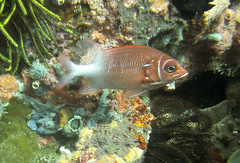 Sargocentron caudimaculatum