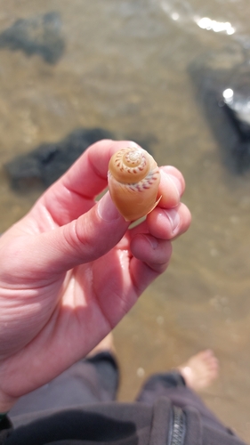 Large Necklace Shell, Niederlande, photo 7 of 10