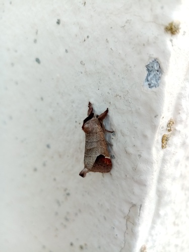 Clostera curtula