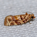 Jack Pine Tube Moth - Photo (c) Marcia Morris, some rights reserved (CC BY-NC), uploaded by Marcia Morris