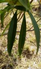 Barkleyanthus salicifolius
