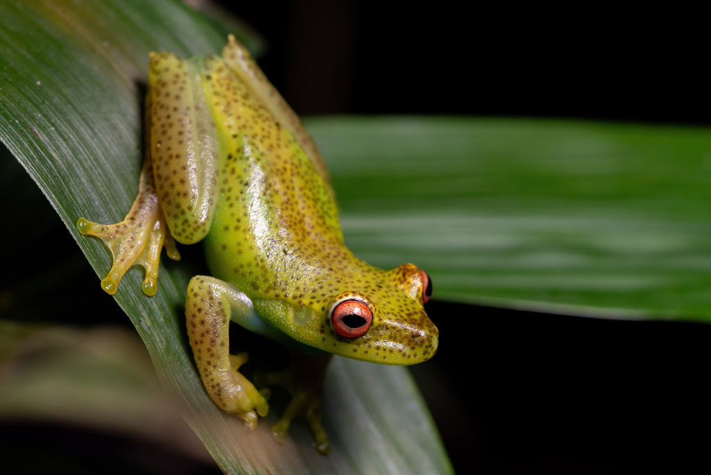 Ehrhardt's Snouted Treefrog