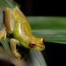 Ehrhardt's Tree Frog - Photo (c) Alessandher Piva, some rights reserved (CC BY), uploaded by Alessandher Piva