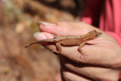 Anolis heteropholidotus