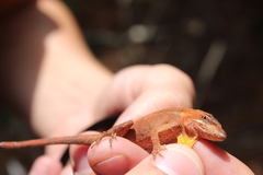 Anolis heteropholidotus