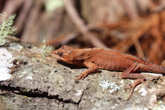 Anolis heteropholidotus