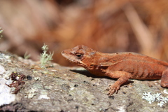 Anolis heteropholidotus
