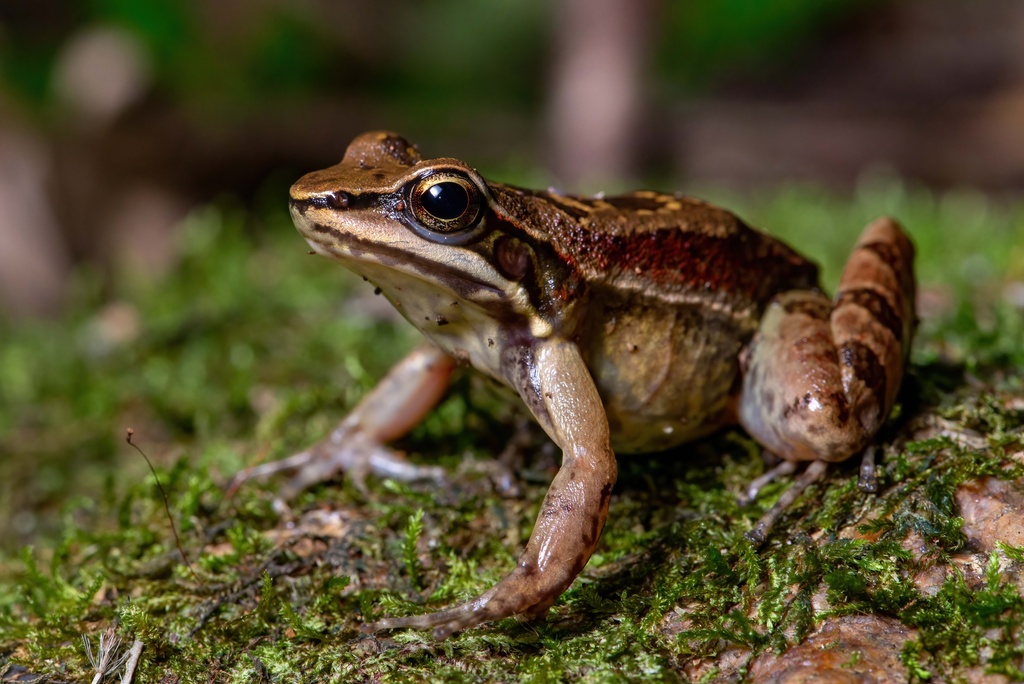 Hylodes perplicatus from Itapema, SC, 88220-000 on August 4, 2023 at 08 ...