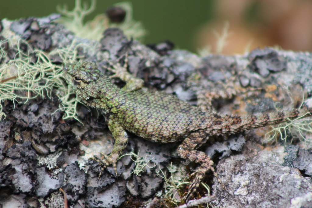 Honduran Emerald Spiny Lizard