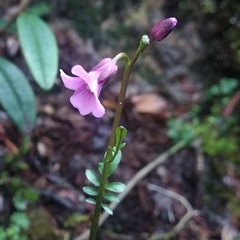 Cardamine jamesonii