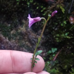 Cardamine jamesonii