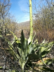Agave marmorata