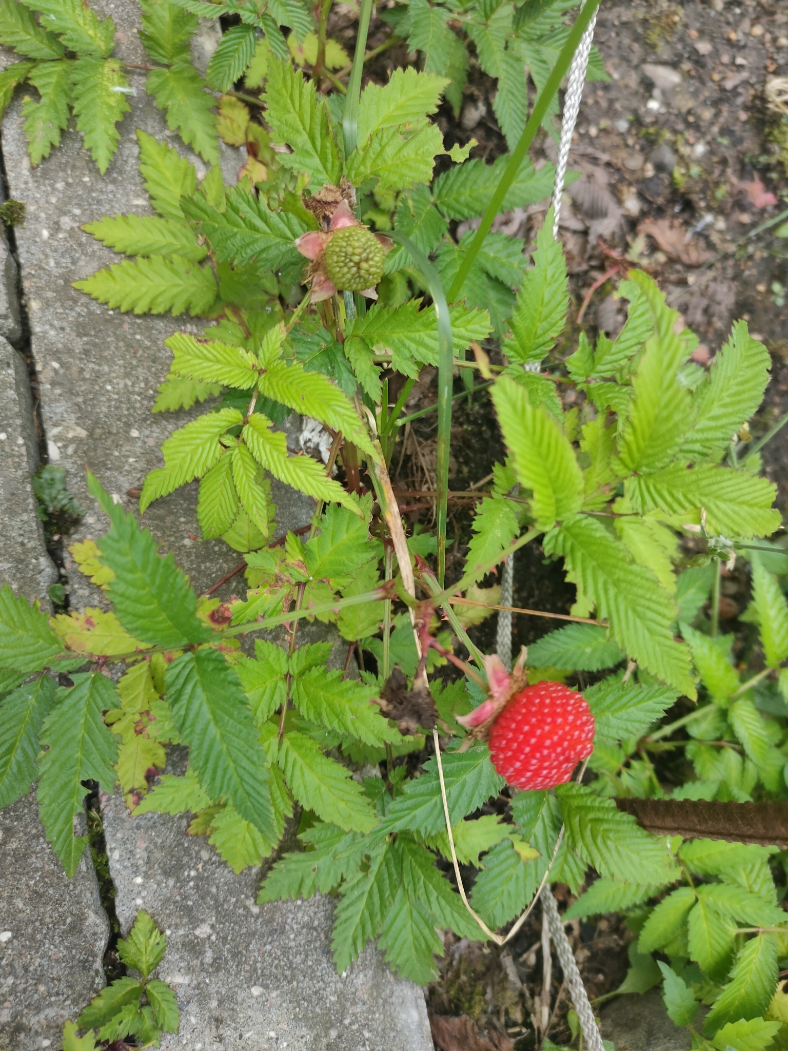 Imagem de Framboesa-silvestre