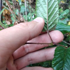 Rubus coriaceus