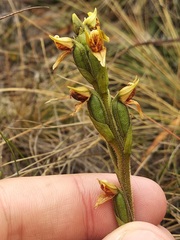 Pterichis parvifolia