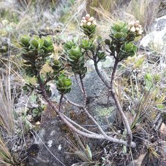 Baccharis tricuneata