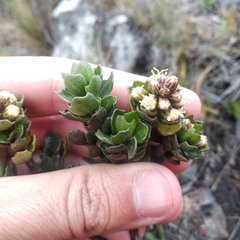Baccharis tricuneata