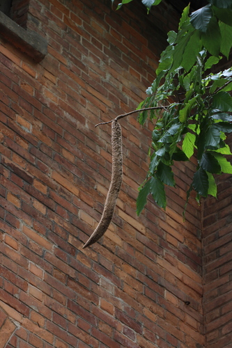 Markhamia stipulata, 2023-03-13