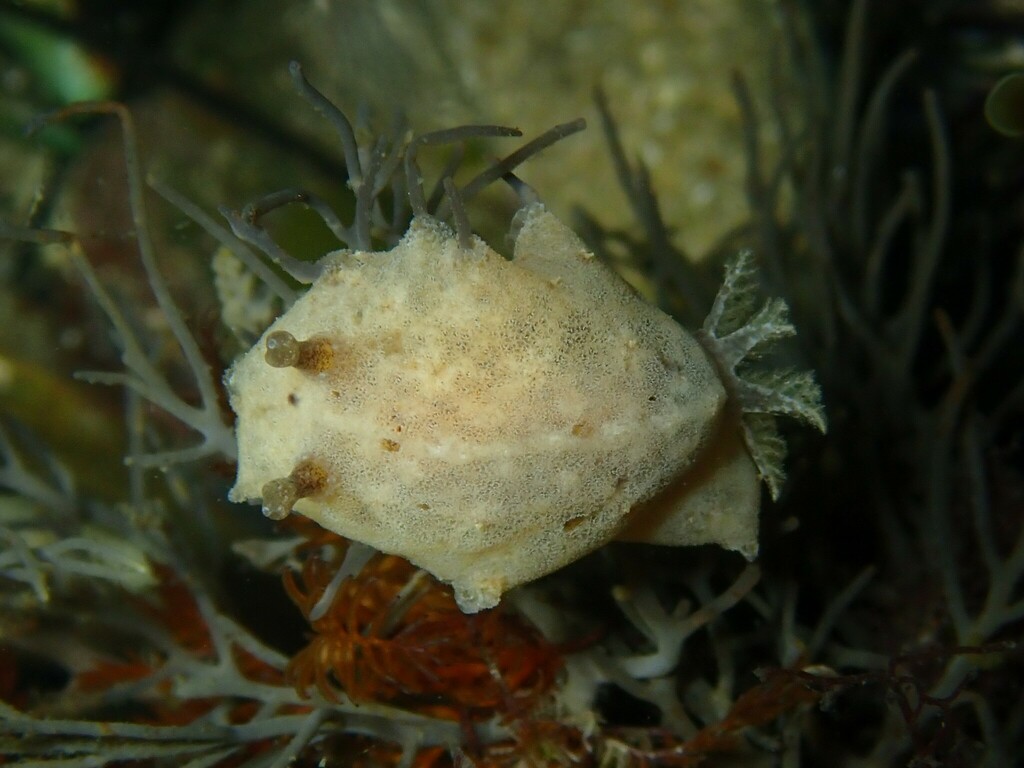 Sclerodoris tarka