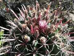 Ferocactus recurvus recurvus