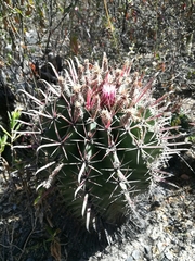 Ferocactus recurvus recurvus