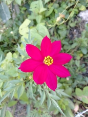 Cosmos bipinnatus