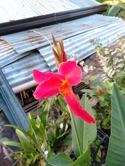 Canna indica