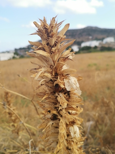 Image of Acanthus spinosus by (c) Alexis Tinker-Tsavalas, some rights reserved (CC BY)