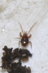 Pergamasus