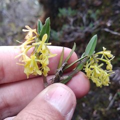 Epidendrum tenuicaule