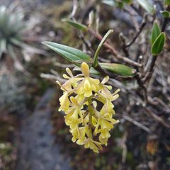 Epidendrum tenuicaule