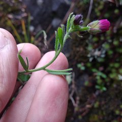 Draba steyermarkii