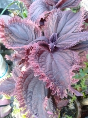 Coleus scutellarioides