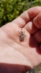 Agathinus tridens
