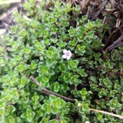 Clinopodium nubigenum