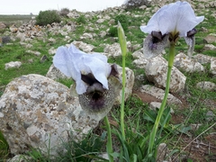 Iris hermona