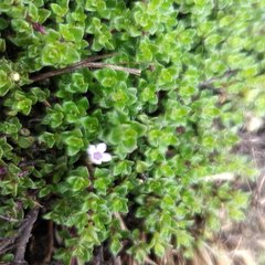 Clinopodium nubigenum