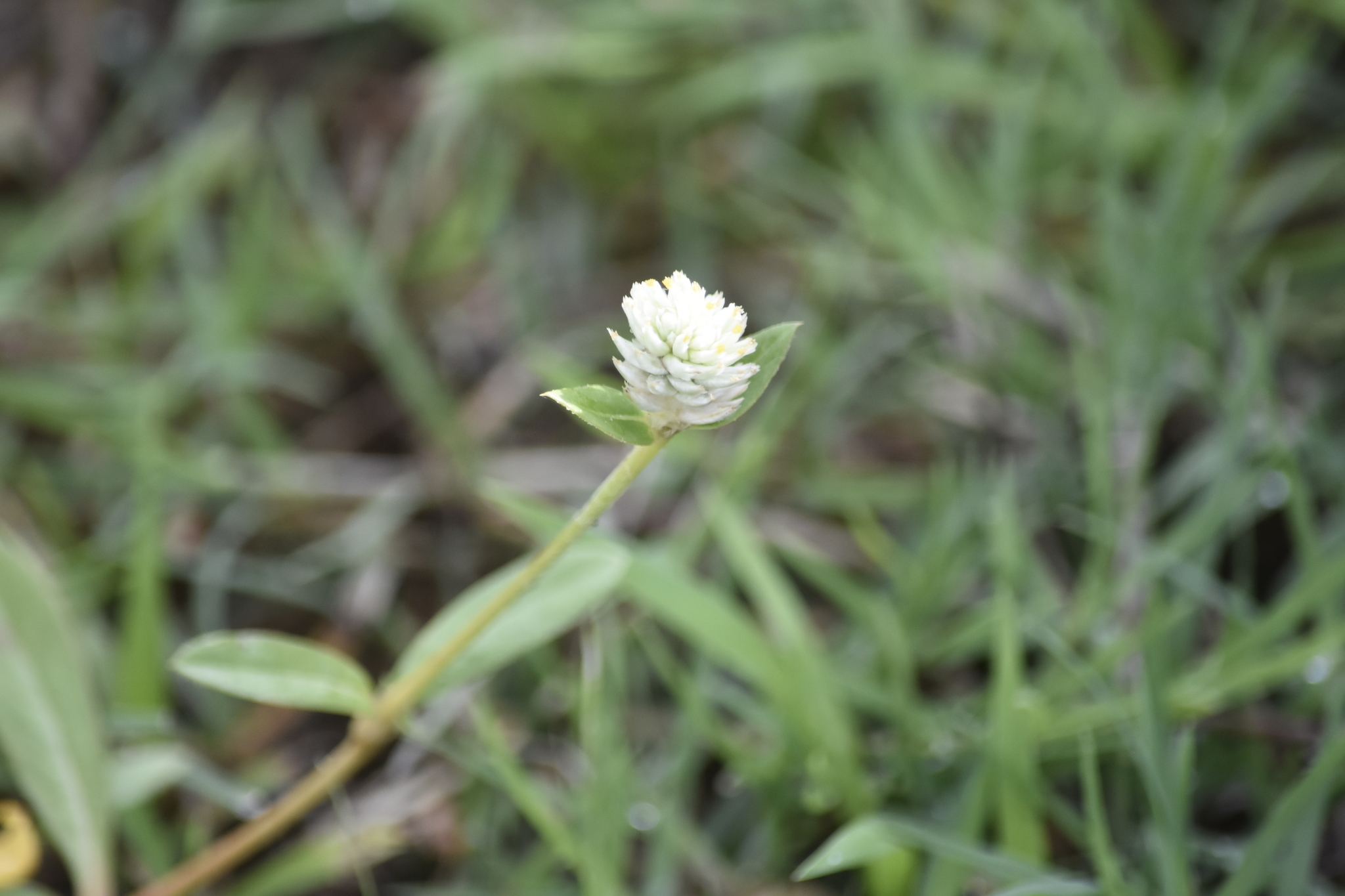 Gomphrena celosioides — ảnh 3