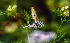 Ascia monuste eubotea