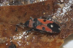 Horvathiolus superbus