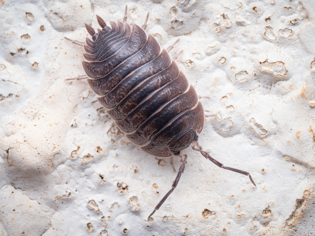 Porcellio obsoletus