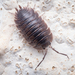 Porcellio obsoletus - Photo (c) Alexis, μερικά δικαιώματα διατηρούνται (CC BY), uploaded by Alexis