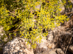 Sibthorp's Fennel (Echinophora sibthorpiana)