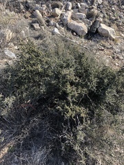 Condalia ericoides