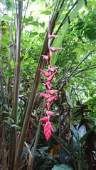 Heliconia curtispatha