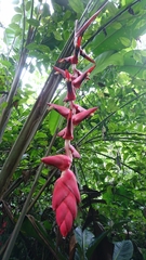 Heliconia curtispatha