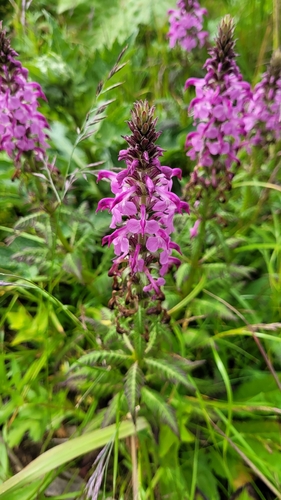 Image of Pedicularis chamissonis by (c) Pavel Smirnov, some rights reserved (CC BY)