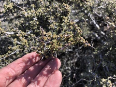Condalia ericoides