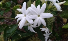 Gardenia brighamii